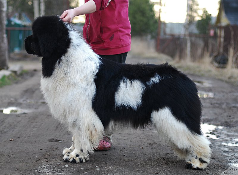 Фотография № 205849