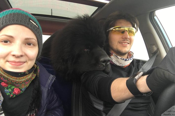 Фото: ньюфаундленд Жюстин с Берега Дона (Zhustin s Berega Dona)