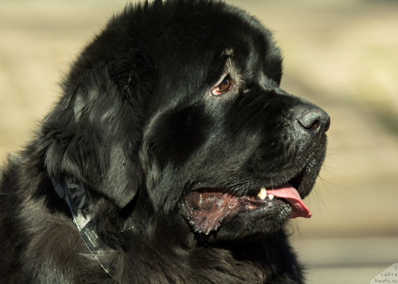 Фото: ньюфаундленд Сент Джонс Гвендолин Глориус Гарден