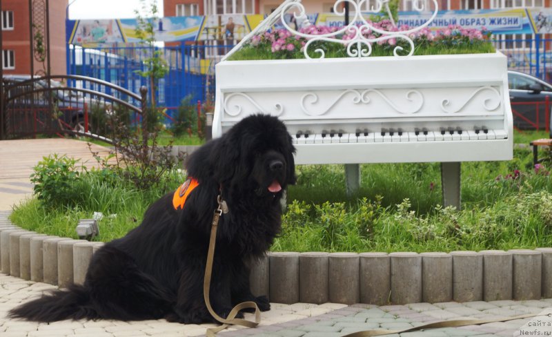 Фото: ньюфаундленд Чарующий Чезарио (Charuyuschiy Chezario)