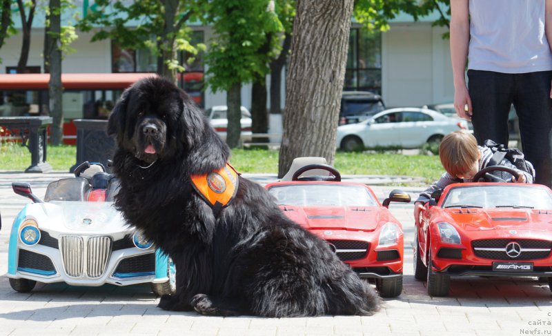 Фото: ньюфаундленд Чарующий Чезарио (Charuyuschiy Chezario)