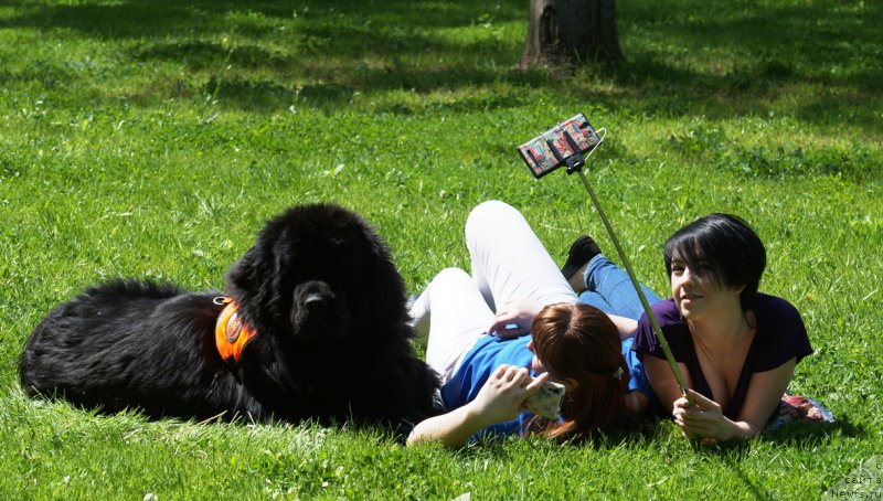 Фото: ньюфаундленд Чарующий Чезарио (Charuyuschiy Chezario)