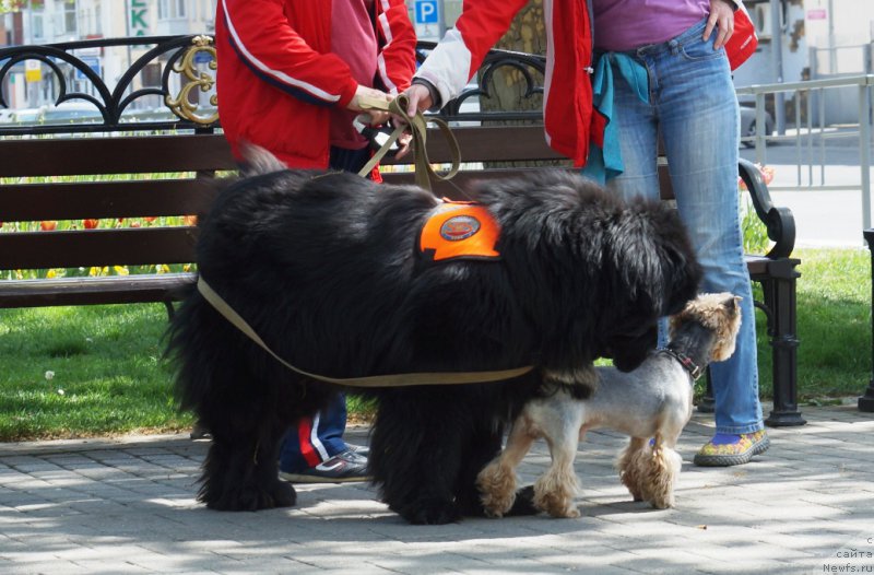 Фото: ньюфаундленд Чарующий Чезарио (Charuyuschiy Chezario)