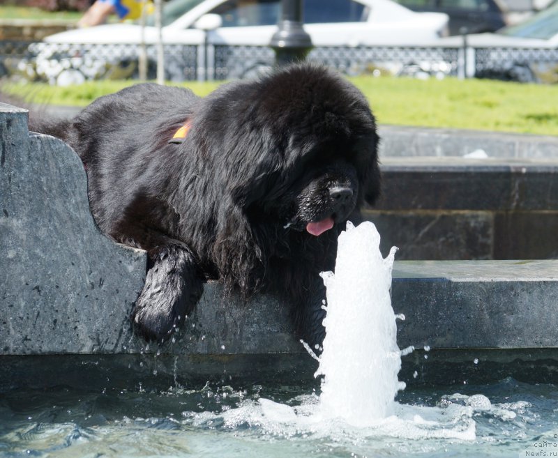 Фото: ньюфаундленд Чарующий Чезарио (Charuyuschiy Chezario)