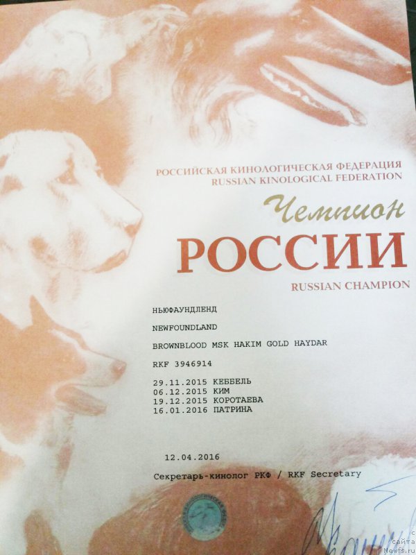 Фото: ньюфаундленд Браунблад МСК Хаким Голд Хайдар (Brownblood MSK Hakim Gold Haydar)