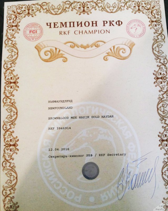 Фото: ньюфаундленд Браунблад МСК Хаким Голд Хайдар (Brownblood MSK Hakim Gold Haydar)
