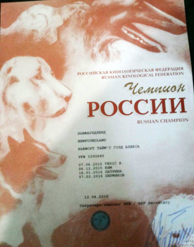 Фото: ньюфаундленд Ньюфорт Тайм'с Голд Алекса