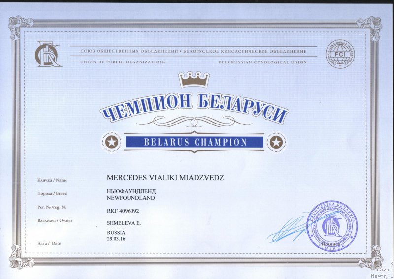 Фото: ньюфаундленд Мерседес Вялiкi Мядзведзь (Mercedes Vialiki Miadzvedz)