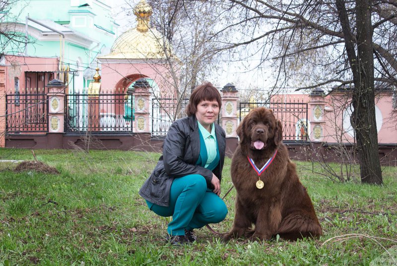 Фото: ньюфаундленд Наоми Таголири фор Браунблад (Naomi Tagoliri for Brouwnblood)