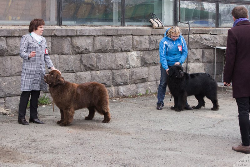 Фото: ньюфаундленд Наоми Таголири фор Браунблад (Naomi Tagoliri for Brouwnblood), ньюфаундленд Сент Джонс Мэри Поппинс (Sent Djons Mary Poppins)