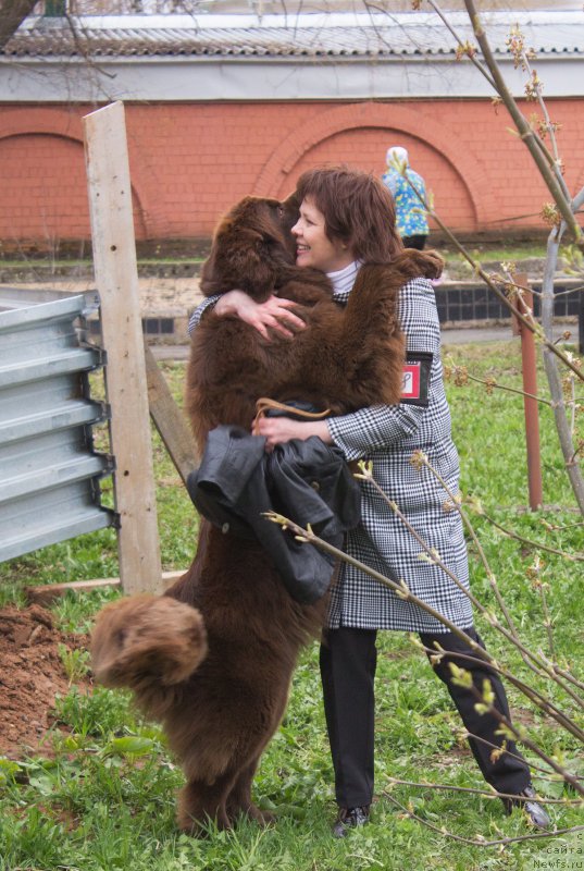 Фото: ньюфаундленд Наоми Таголири фор Браунблад (Naomi Tagoliri for Brouwnblood)