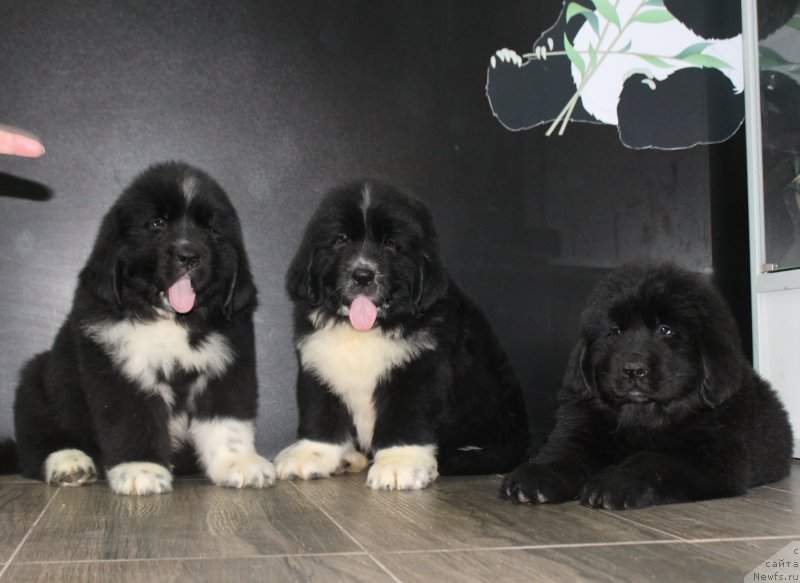 Фотография № 205883