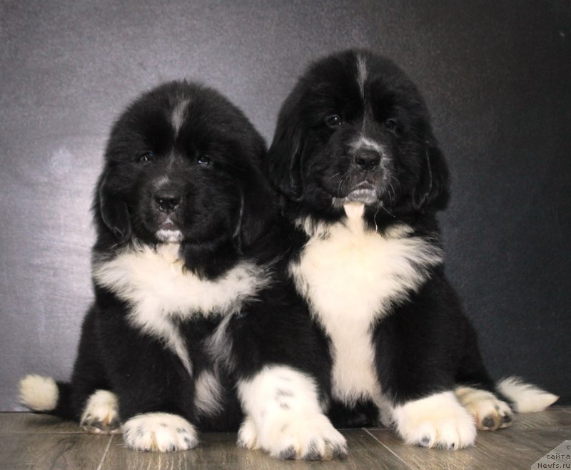 Фотография № 205885