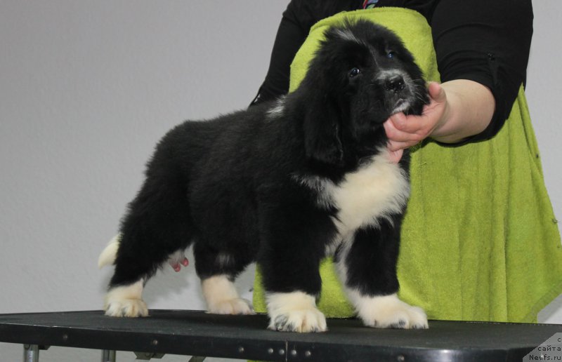 Фотография № 205888