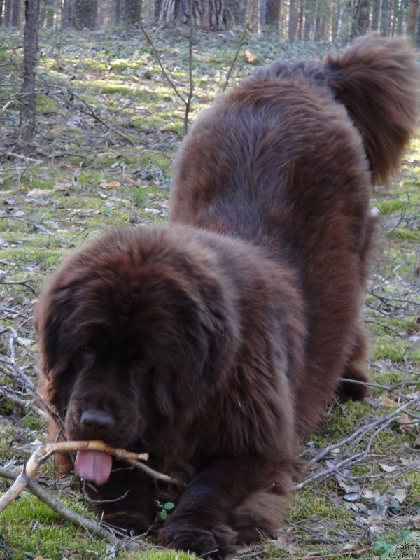 Фото: ньюфаундленд Ньюфорт Вивиан