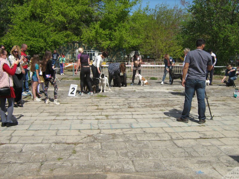 Фото: ньюфаундленд Зимний Дар с Берега Дона (Zimniy Dar s Berega Dona)
