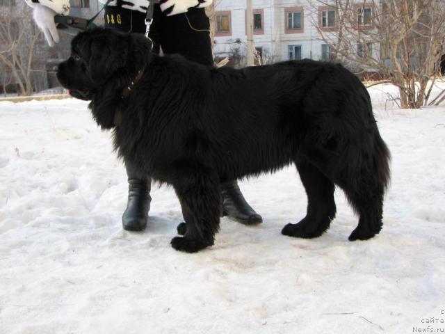 Фото: ньюфаундленд Оттава (Ottava)