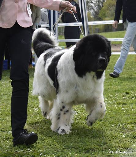Фото: ньюфаундленд Черная Мафия Зебра Тиме (Chernaya Mafia Zebra Time)