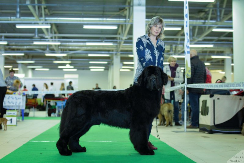 Фото: ньюфаундленд Смигар Ливерпульский Четвертак (Smigar Liverpulsiy Chetvertak)