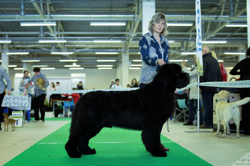 Фото: ньюфаундленд Смигар Ливерпульский Четвертак (Smigar Liverpulsiy Chetvertak)