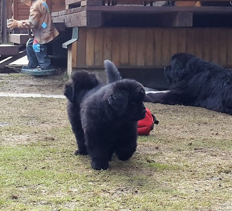 Фото: ньюфаундленд Уотертон-Лейкс Беар Нейшнл Треже (Waterton-Lakes Bear National Treasure)