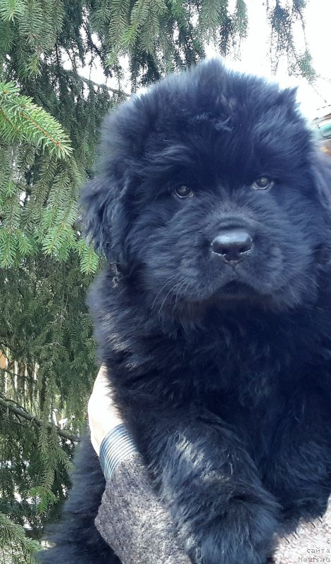 Фото: ньюфаундленд Уотертон-Лейкс Беар Нейшнл Треже (Waterton-Lakes Bear National Treasure)