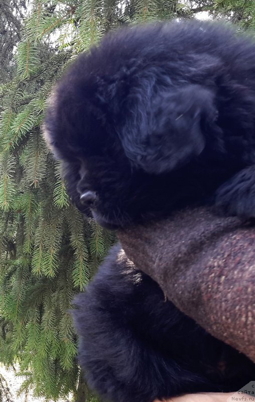 Фото: ньюфаундленд Уотертон-Лейкс Беар Нейшнл Треже (Waterton-Lakes Bear National Treasure)