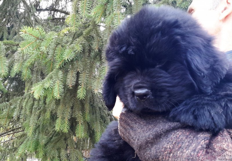 Фотография № 205908