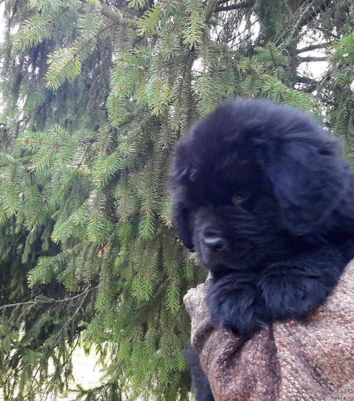 Фотография № 205910