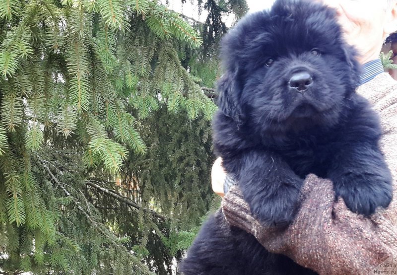 Фотография № 205912