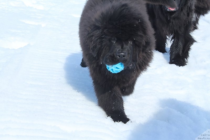Фото: ньюфаундленд Даймонд Кинг
