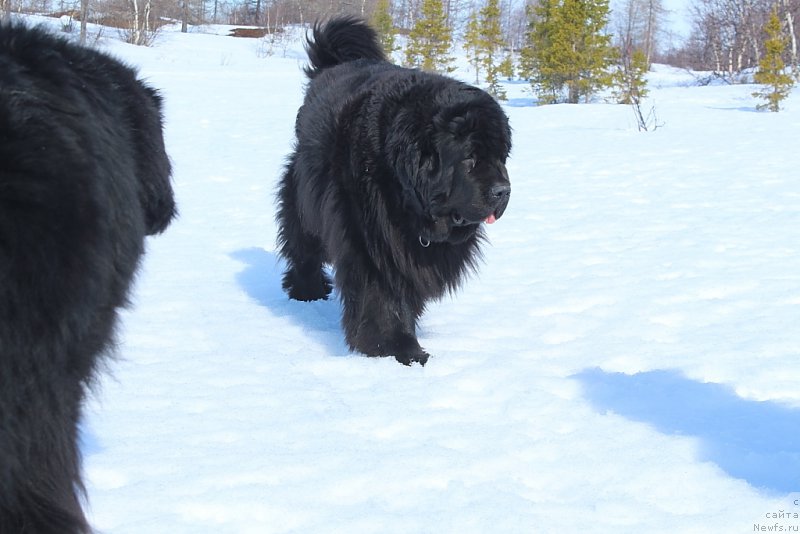 Фото: ньюфаундленд Fortuna of Giant's Island