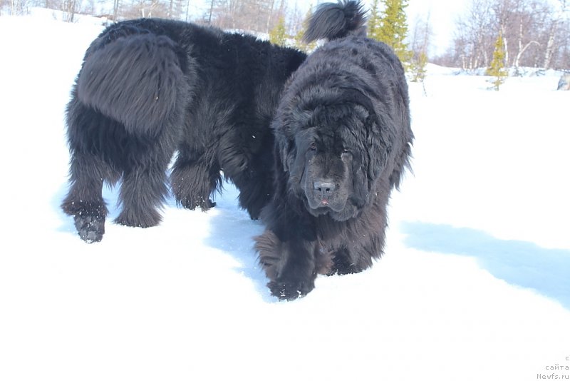 Фото: ньюфаундленд Fortuna of Giant's Island