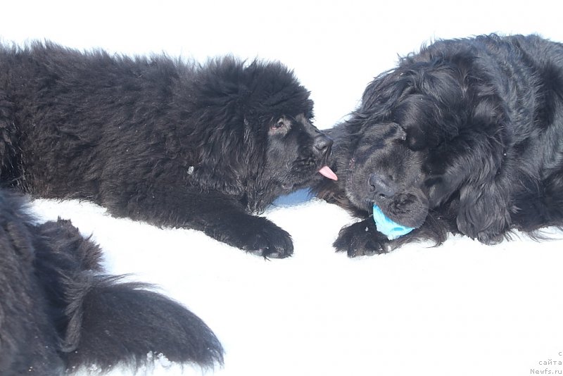 Фото: ньюфаундленд Даймонд Кинг, ньюфаундленд Neretum Tribe Xagrid