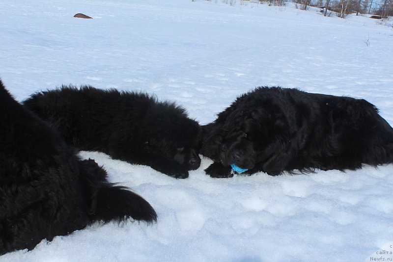Фото: ньюфаундленд Даймонд Кинг