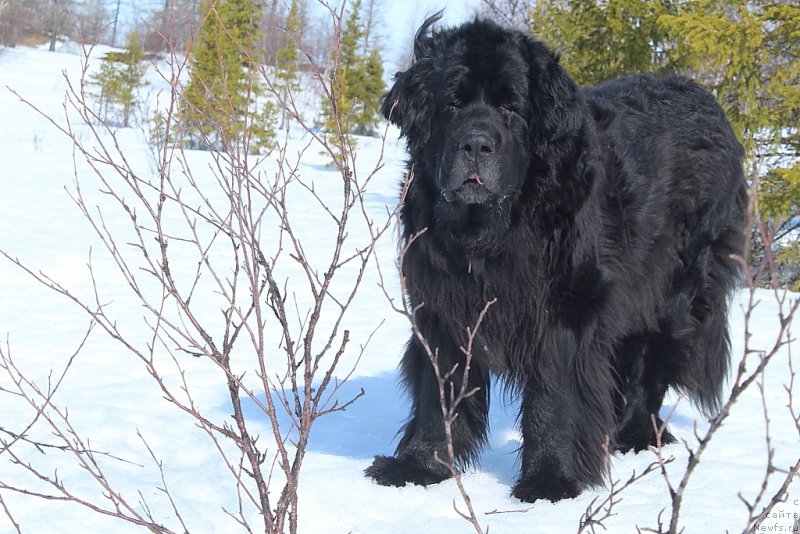 Фото: ньюфаундленд Глория Гранд Блек