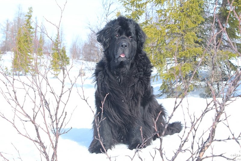 Фото: ньюфаундленд Глория Гранд Блек