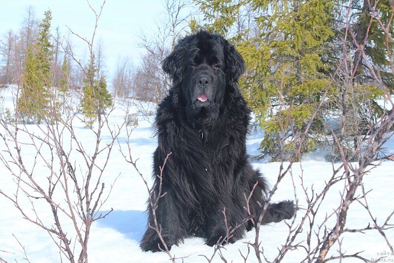 Фото: ньюфаундленд Глория Гранд Блек