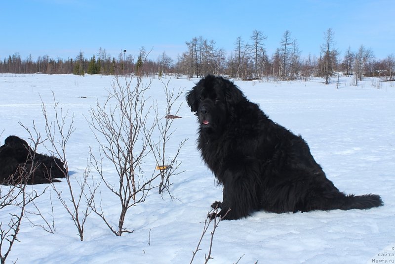 Фото: ньюфаундленд Глория Гранд Блек
