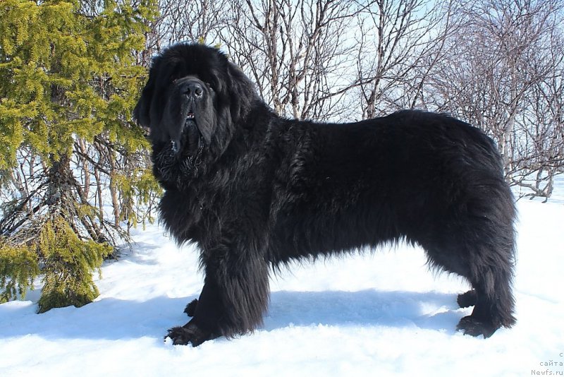 Фото: ньюфаундленд Бегущая по Волнам Зеро Коол