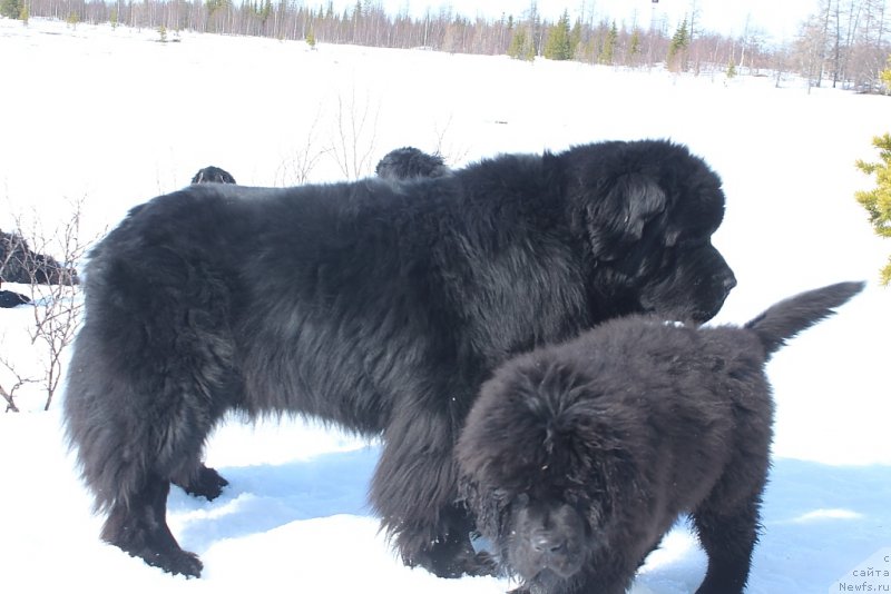 Фото: ньюфаундленд Бегущая по Волнам Зеро Коол, ньюфаундленд Даймонд Кинг