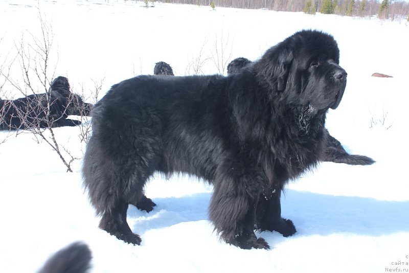 Фото: ньюфаундленд Бегущая по Волнам Зеро Коол