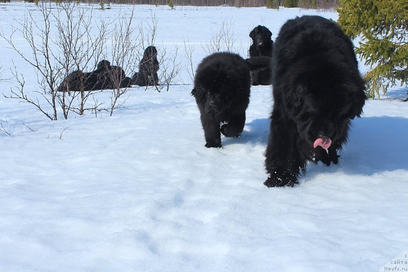 Фото: ньюфаундленд Даймонд Кинг, ньюфаундленд Бегущая по Волнам Зеро Коол
