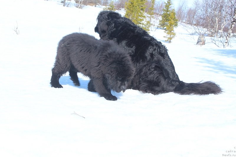 Фото: ньюфаундленд Даймонд Кинг