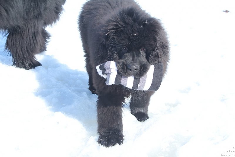 Фото: ньюфаундленд Даймонд Кинг