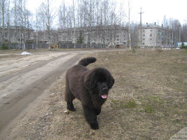 Фото: ньюфаундленд Энерги Океан