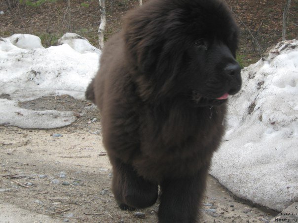 Фото: ньюфаундленд Энерги Океан