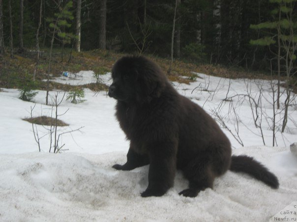 Фото: ньюфаундленд Энерги Океан