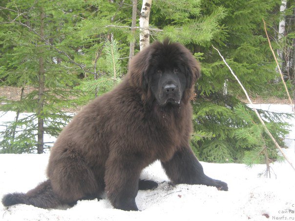 Фото: ньюфаундленд Энерги Океан