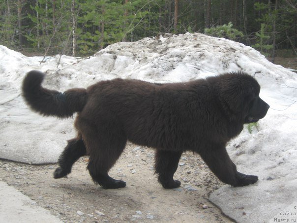 Фото: ньюфаундленд Энерги Океан